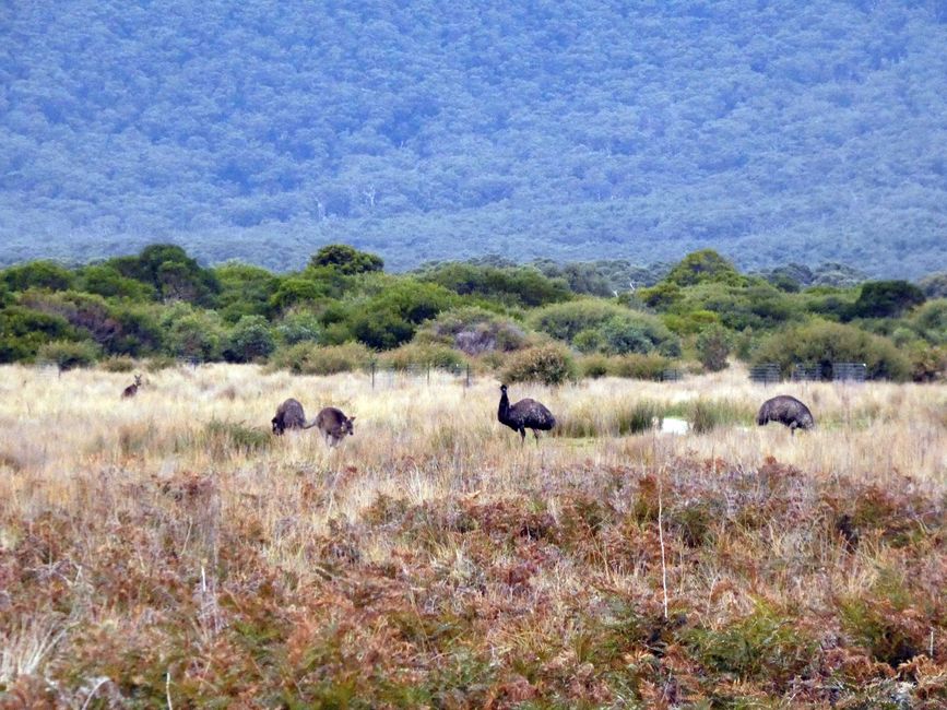 Melbourne - Wilsons-Promontory-Nationalpark
