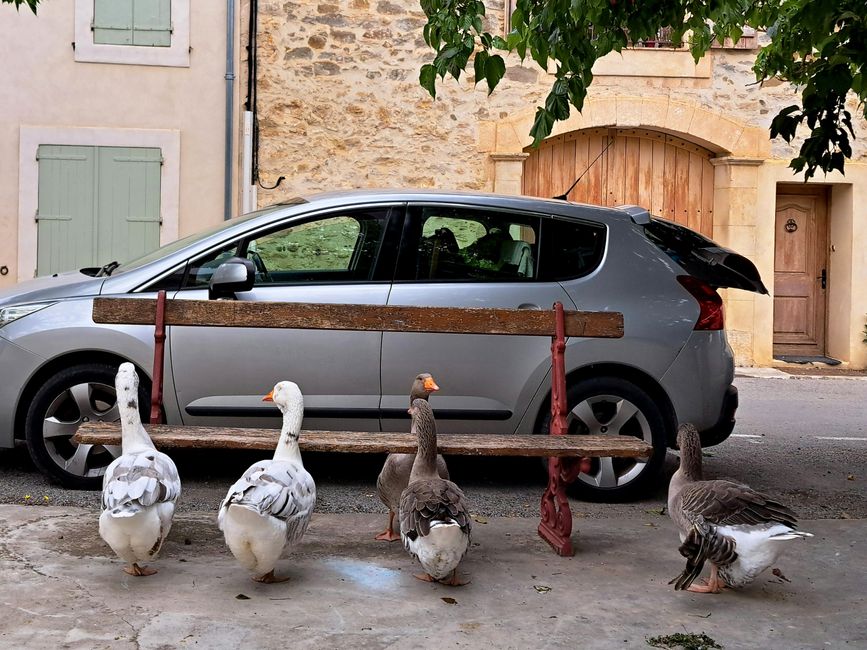 Gänseglück