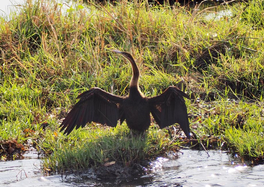 Botswana - eating and being eaten