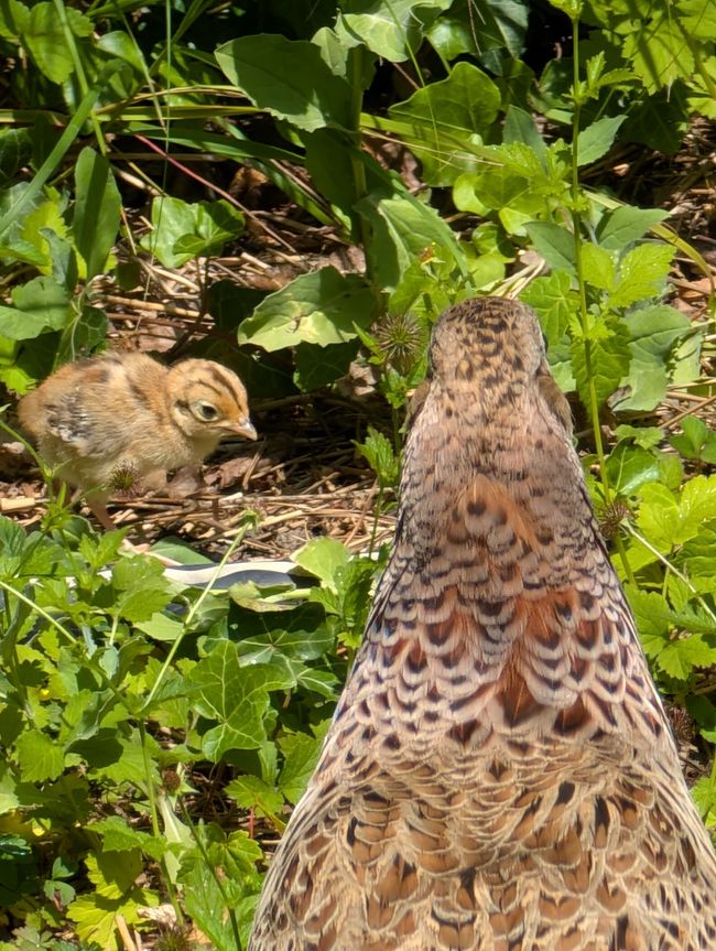 Ludwigsburg ● Blühender Barock Garten