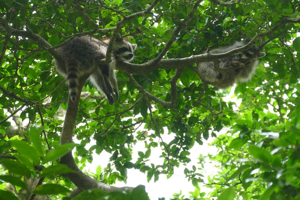 Seltene Tiere und Baumwipfelpfad im Dschungel, letzter Tag auf Guadeloupe