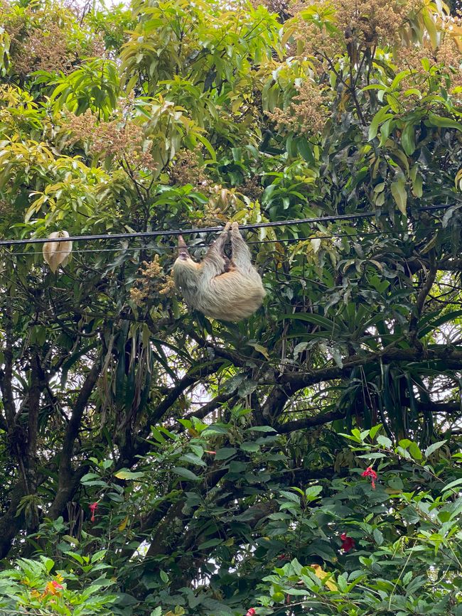 Sloth Watching - La Tigra - Hot Springs