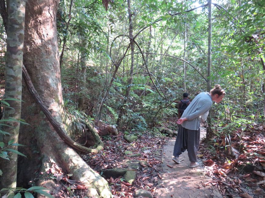Sinharaja - l'ultima foresta pluviale dello Sri Lanka