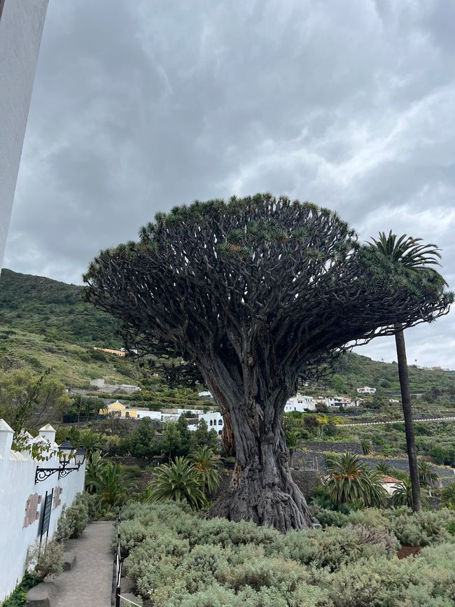 Drachenbaum