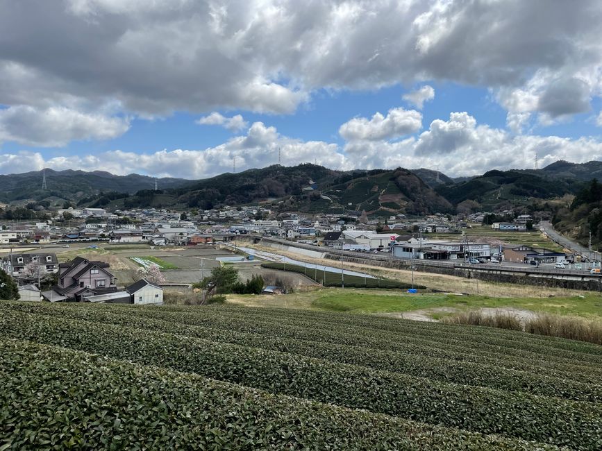 茶园