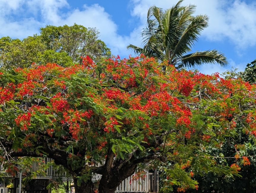 52.Tag 26.2.25 Aitutaki Cookinsel
