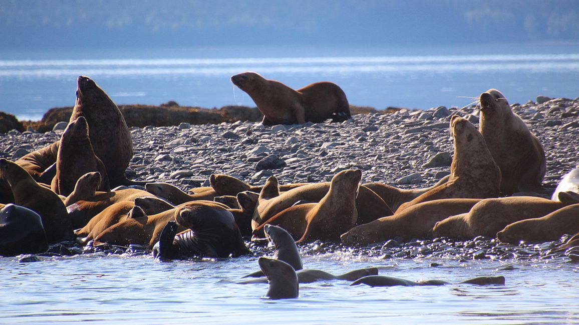 Tag 24: Trip nach Juneau: Wale, Gletscherausbruch & 16.000 Touristen