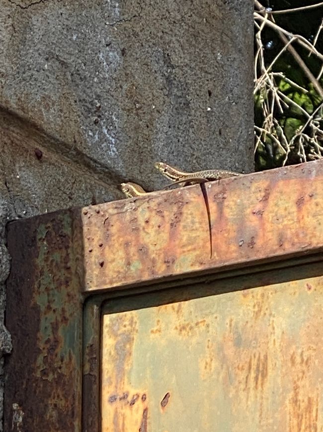 Zwei kleine Mauereidechsen beim Sonnenbad