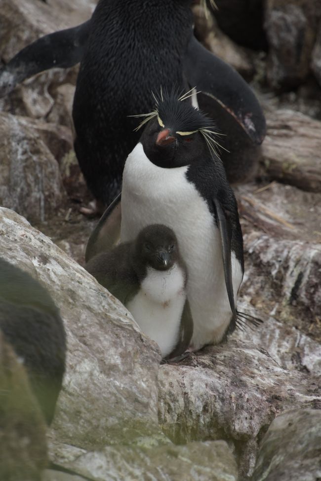 Felsenpinguine / Rockhopper penguins