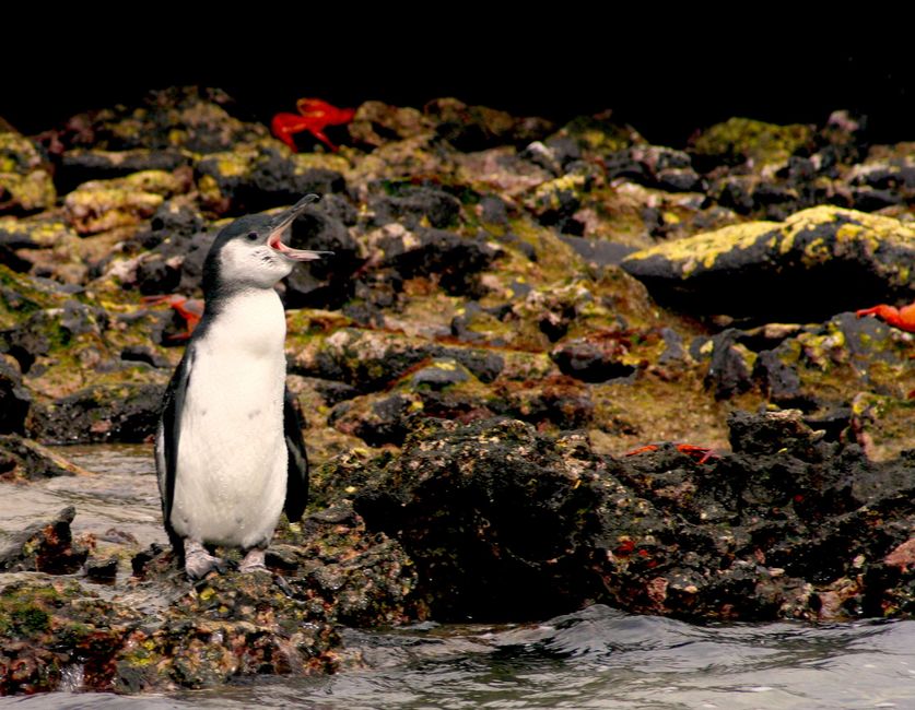 Ein junger Galapagos Pinguin.