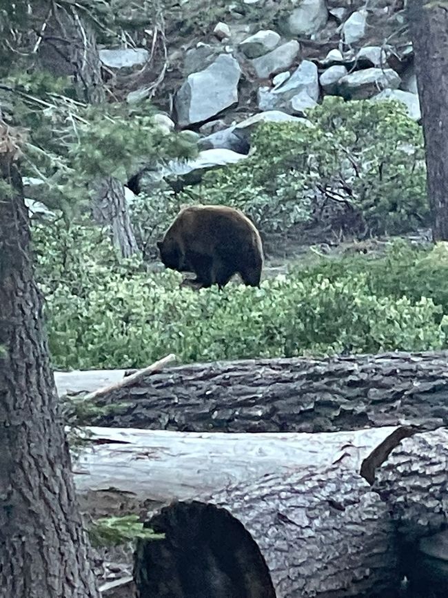 The bears 🐻