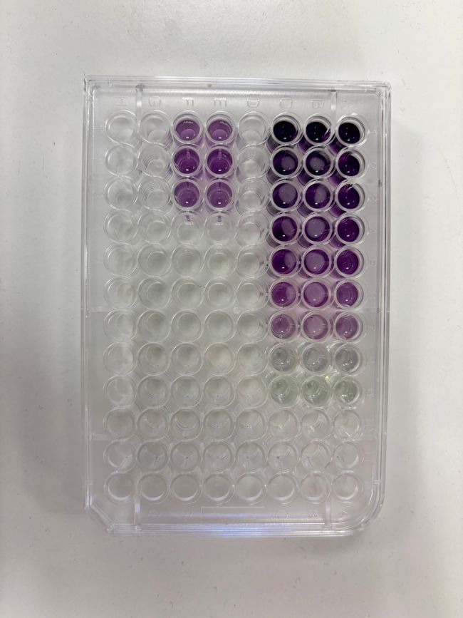 BSA Assay