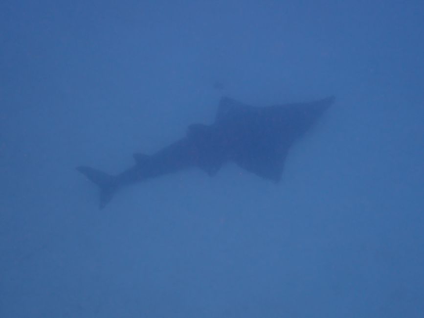 Snorkeling the Ningaloo Reef - Shovelnose ray