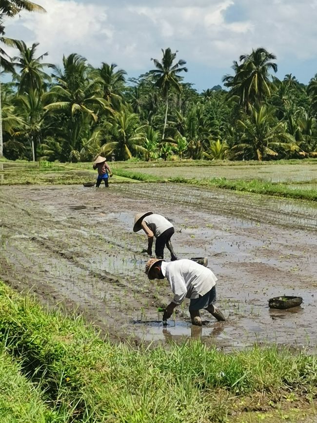 Bali - Reisfelder und Surfhotspot
