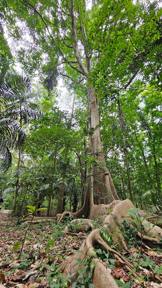 Parque Nacional Tangkoko