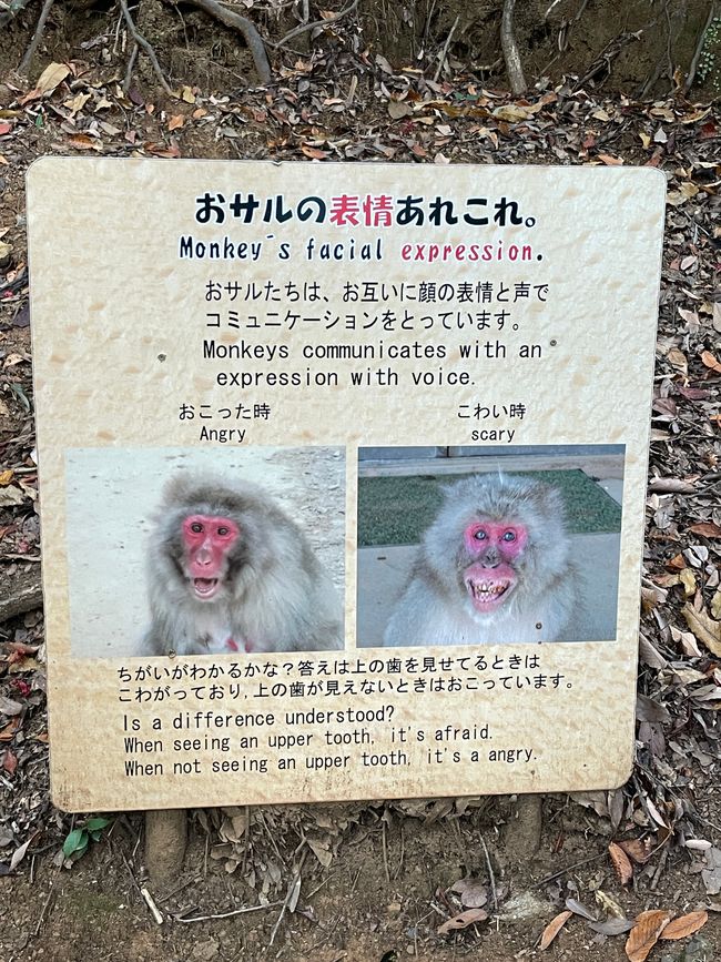 23.Kapitel: Arashiyama oder ein Tag von vorne bis hinten gelungen