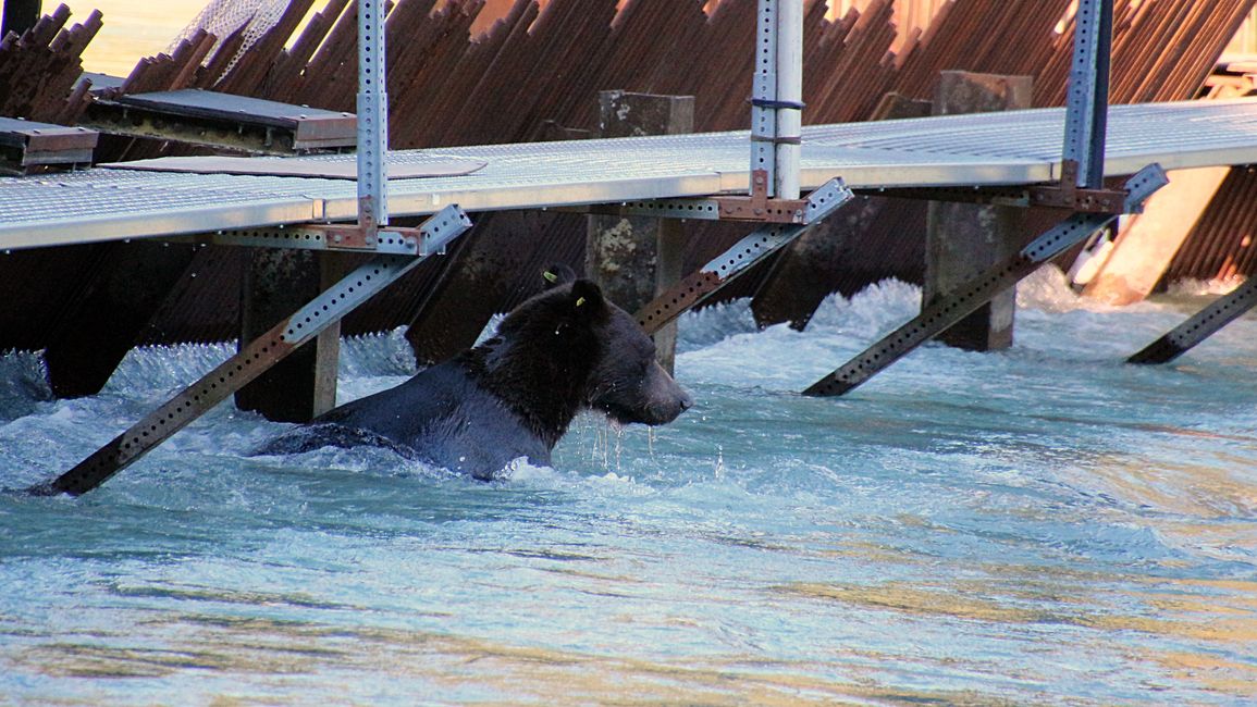 Day 26: Chilkoot River - a big bear show & photoshoot with 'Lulu'