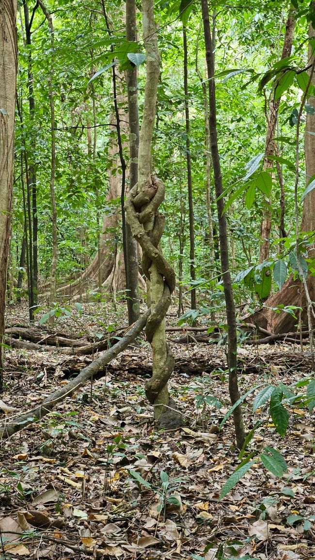 Tangkoko Nationalpark