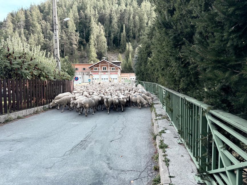Schafe, überall nur Schafe in der Provence