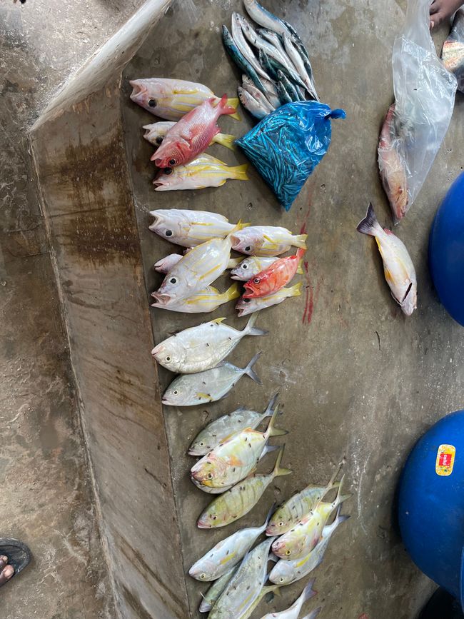 En el mercado de pescado