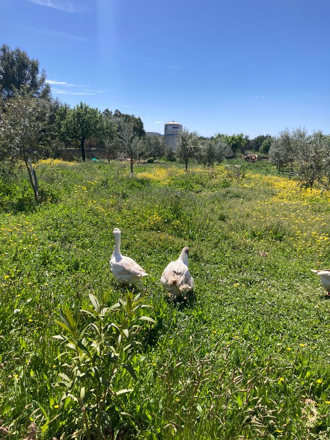 Wandern… von Santa Maria aus zum Tramuntana Gebirge…soweit meine Füße mich tragen