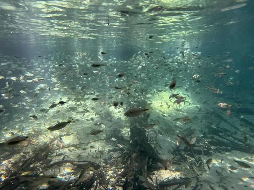 Esnórquel en el río