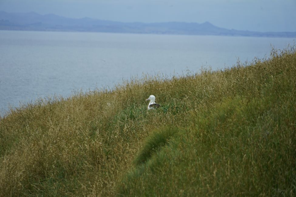 Timaru - Oamaru - Moeraki - Dunedin - Otago Peninsula - Oamaru