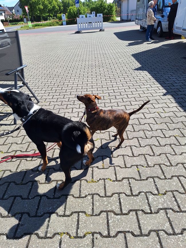 Capper und Luna