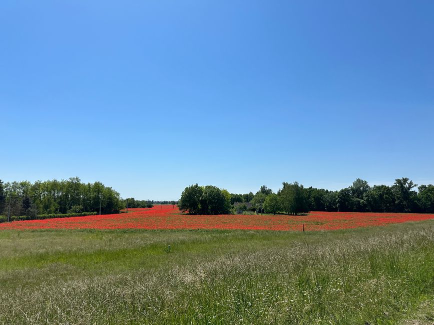 Poppy fields again and again