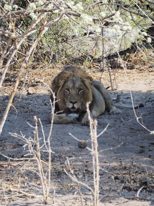 Safari pur-das Abenteuer beginnt