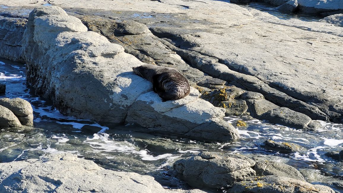 "Animal Watching" in Kaikoura – Part One