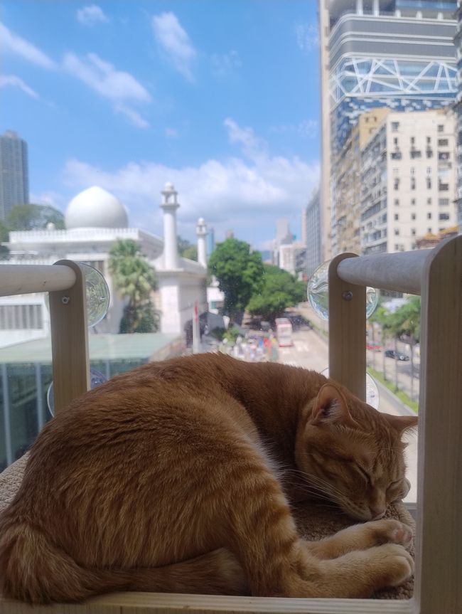 Struttura in bambù