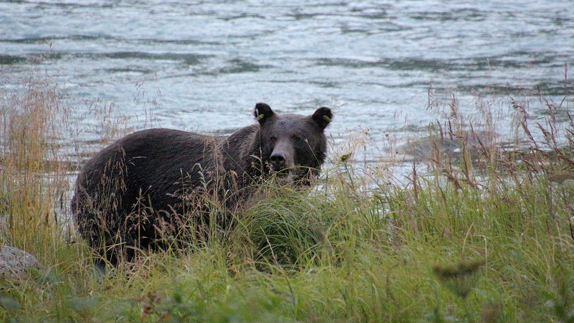 Day 26: Chilkoot River - a big bear show & photoshoot with 'Lulu'