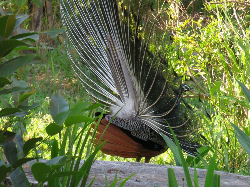 Polonnawaruna