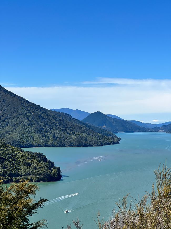 Kaikōura 🐬