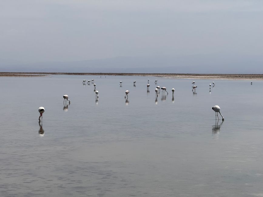 Laguna Chaxa