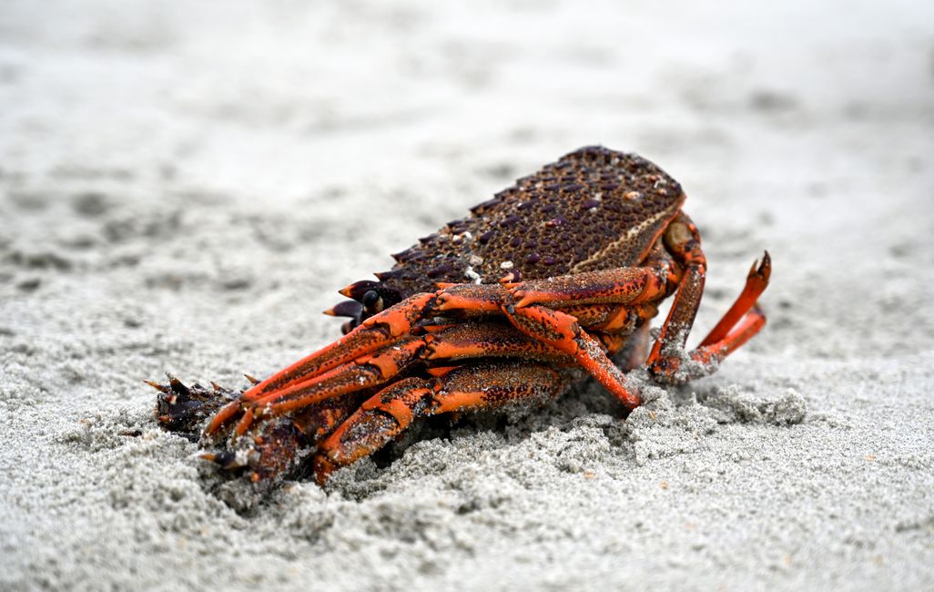 Crab body