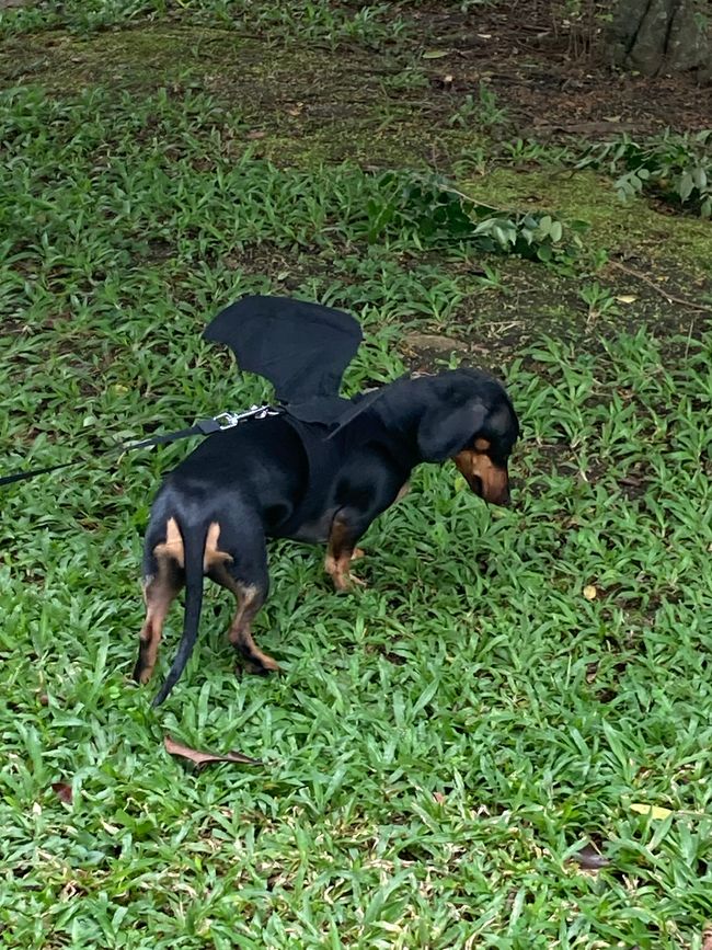 Dackel mit Halloweenkostüm