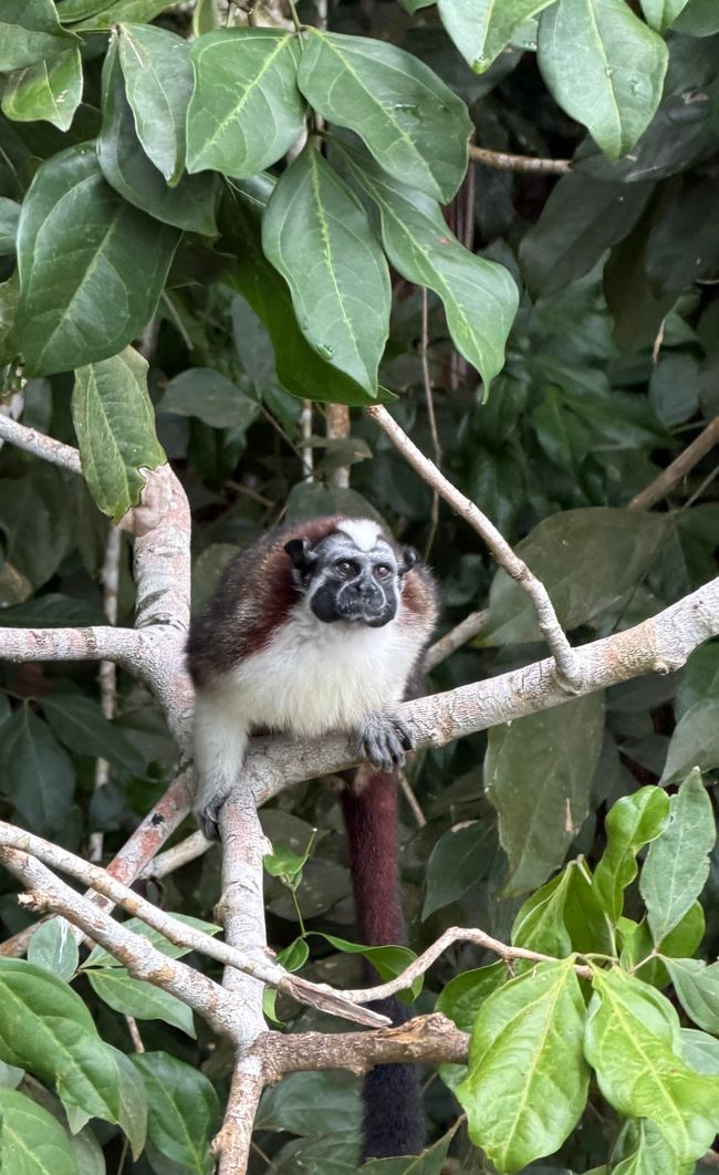 Tamarindaffe