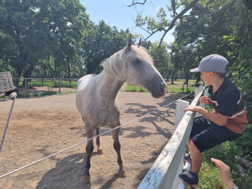 Lipizzaner, Lipica