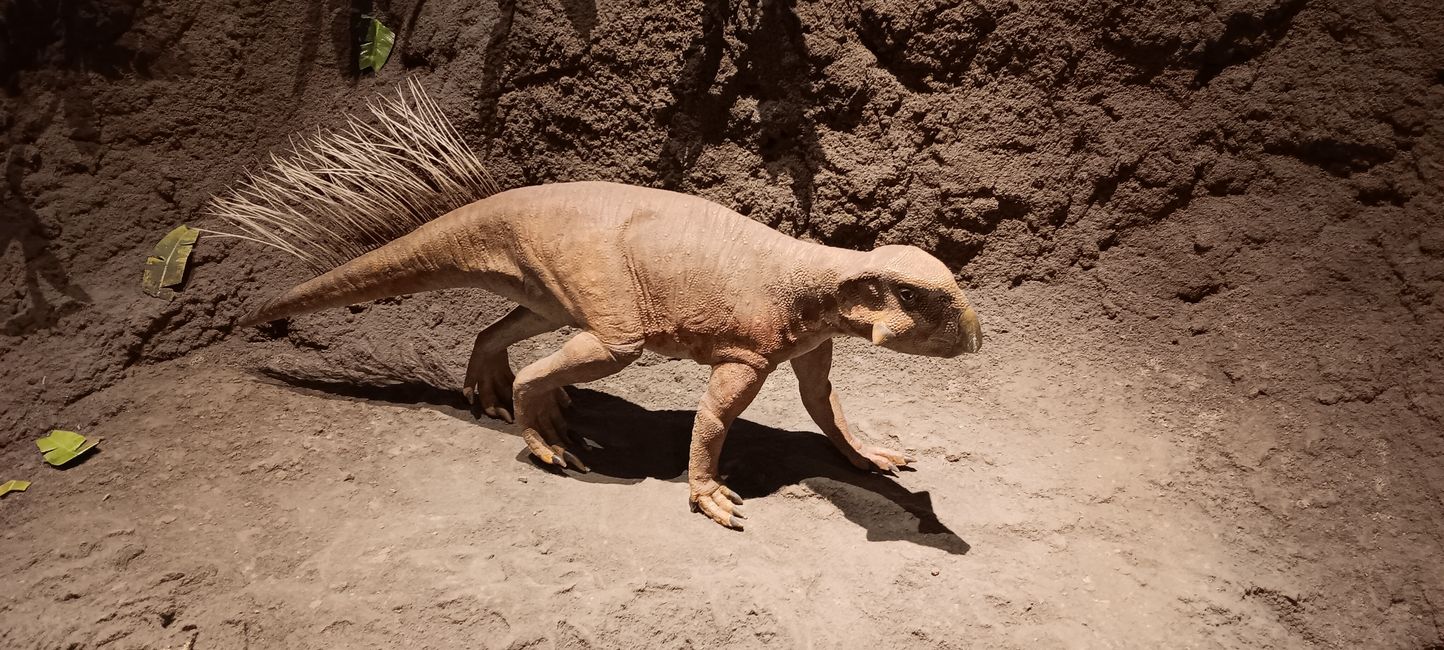 Museum of Natural History I