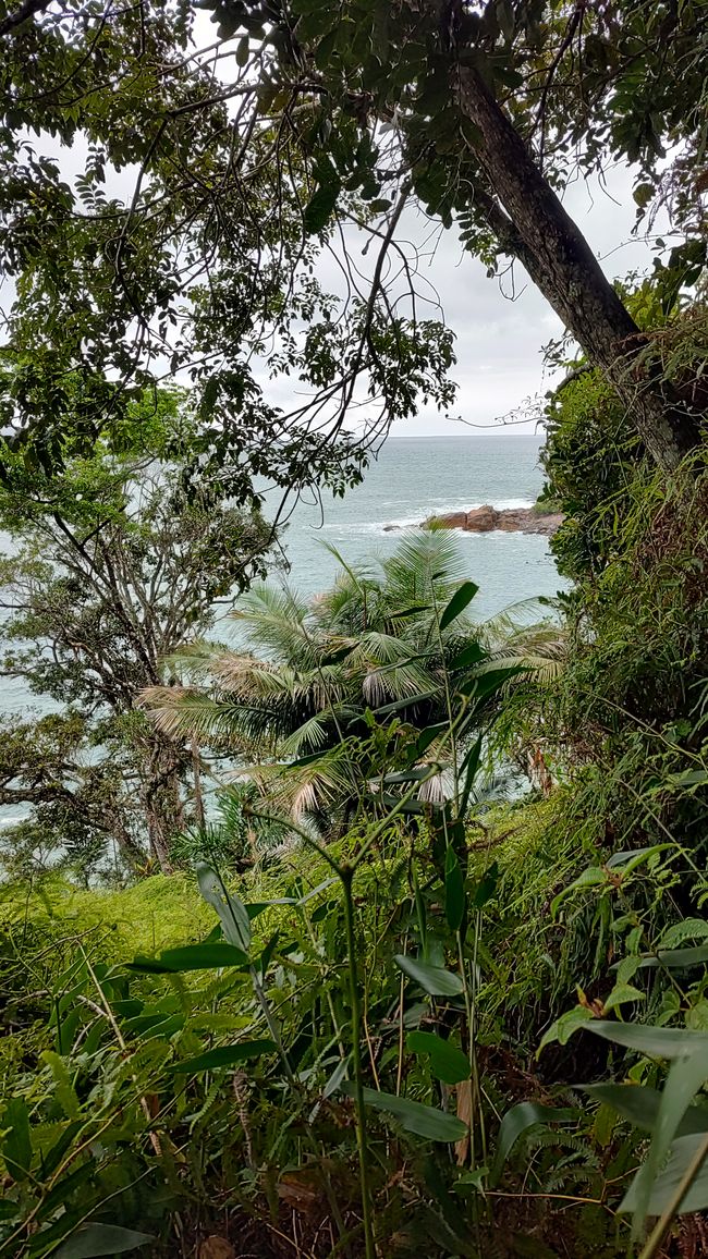 Brasil, Fortaleza Sendero del Bosque Tropical