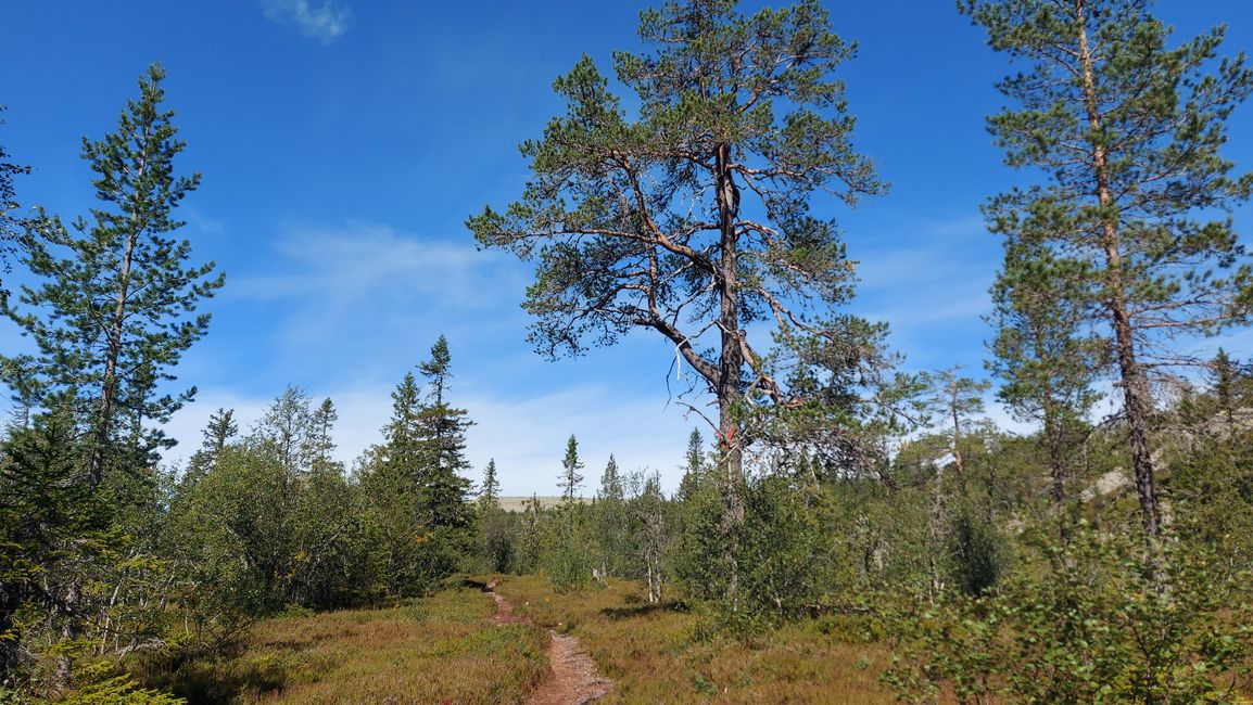 Parc national de Fulufjellet - Safari d'élans