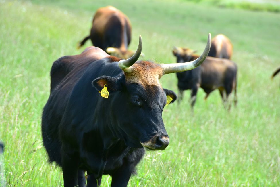 * * * S E C H T A S A F A R I - der Auerochsenweg
bei Bopfingen * * *