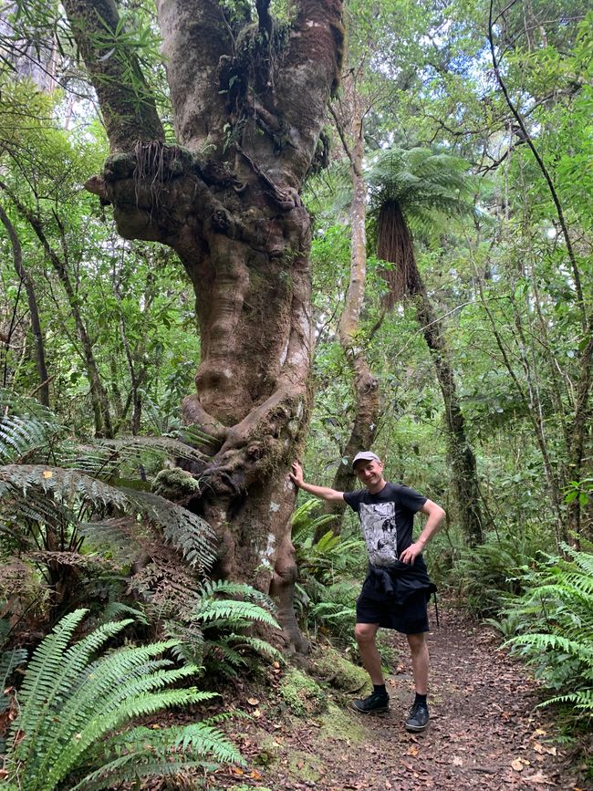 22_OHAKANE ET BALADES EN FORÊT