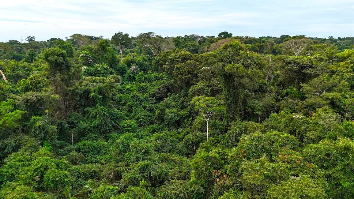 En la selva subtropical cerca de Pousada Bom Jardim