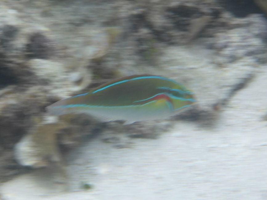 2025-04-23 Tahiti und Huahine