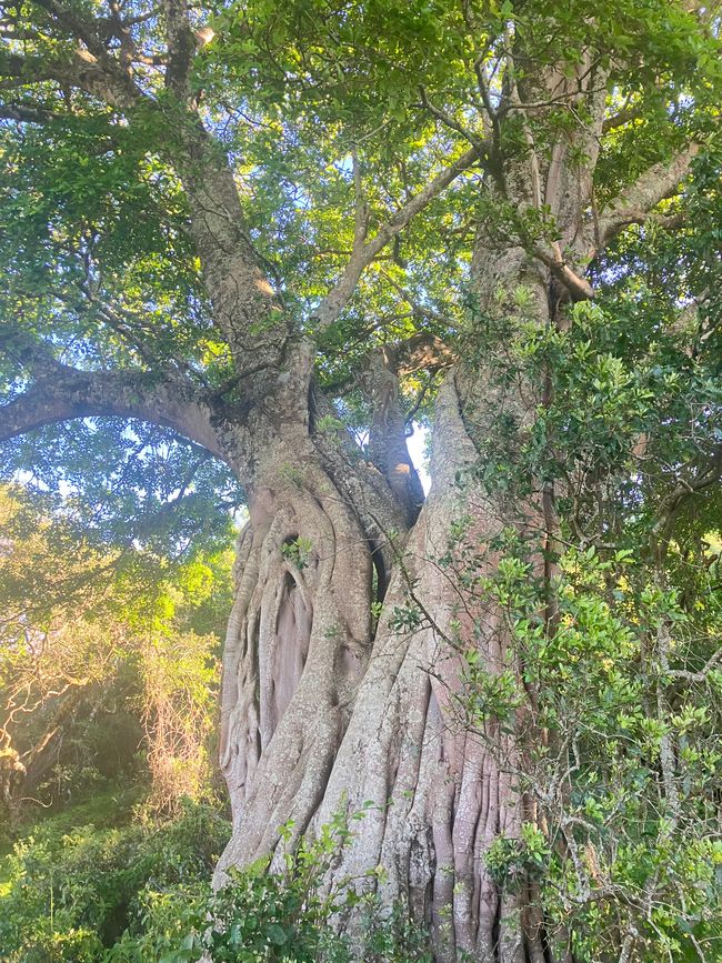 Kilimanjaro y el Parque Nacional Arusha