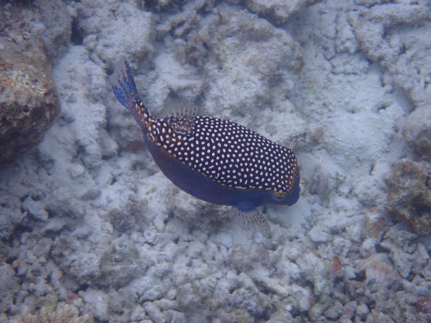Spotted boxfish