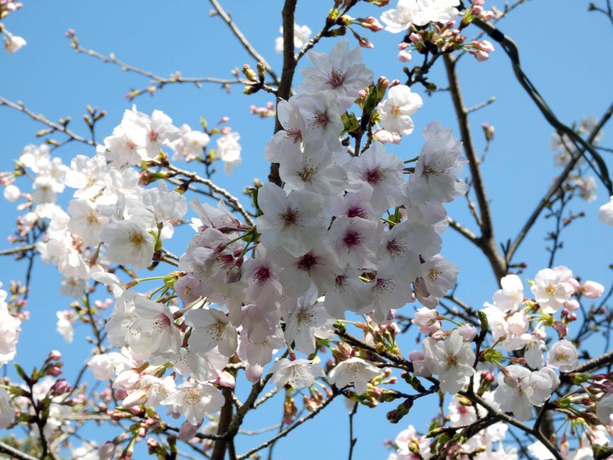 Makino Botanical Garden, Kirschblüten